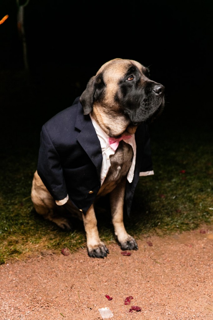 Wedding dog wear a suit jacket