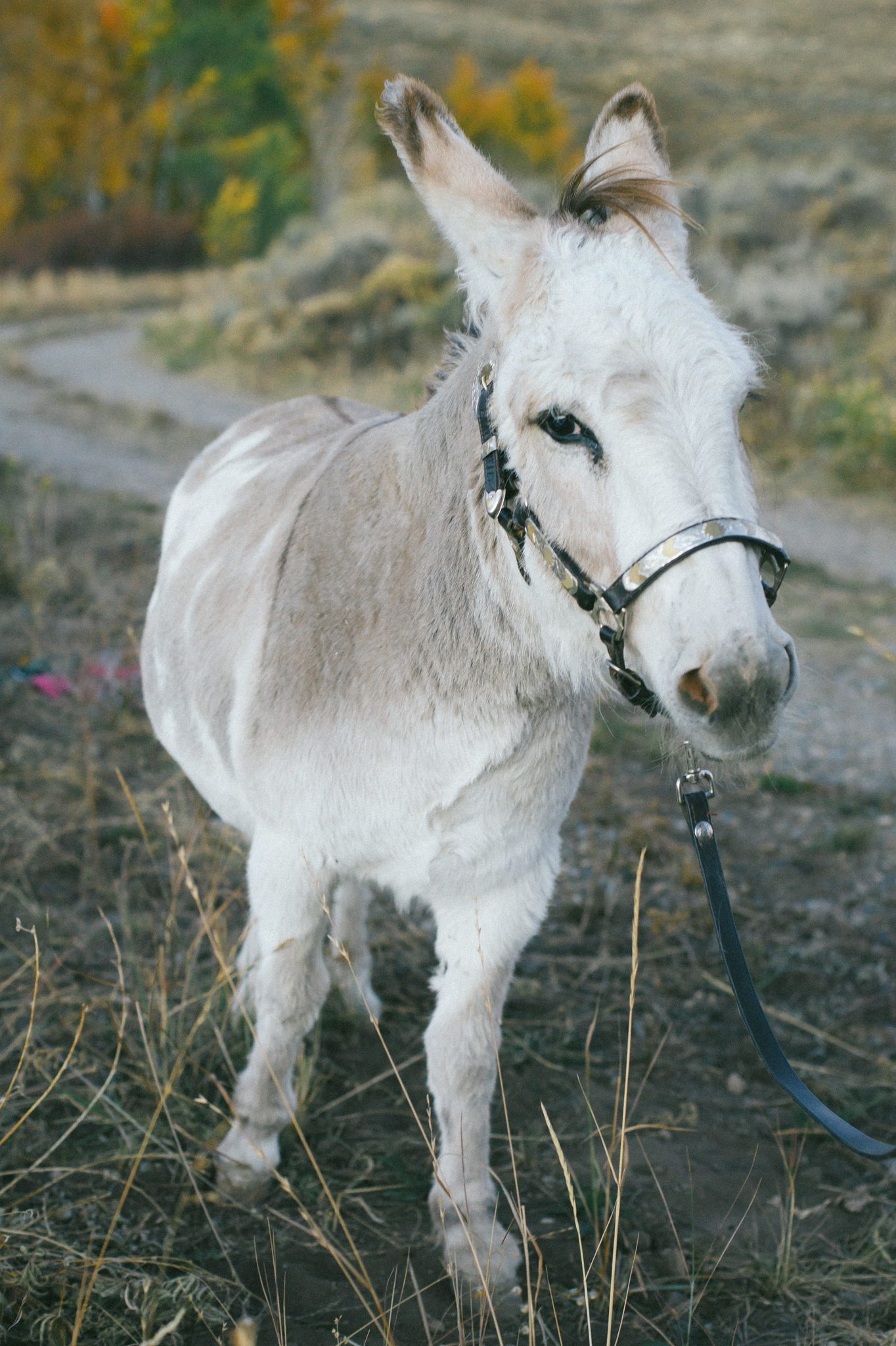 wedding donkey in Colorado