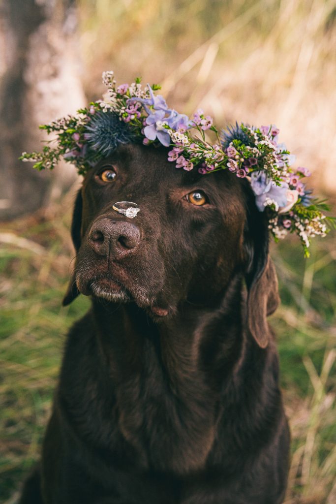 Brown Lab with flower crown and ring on nose
